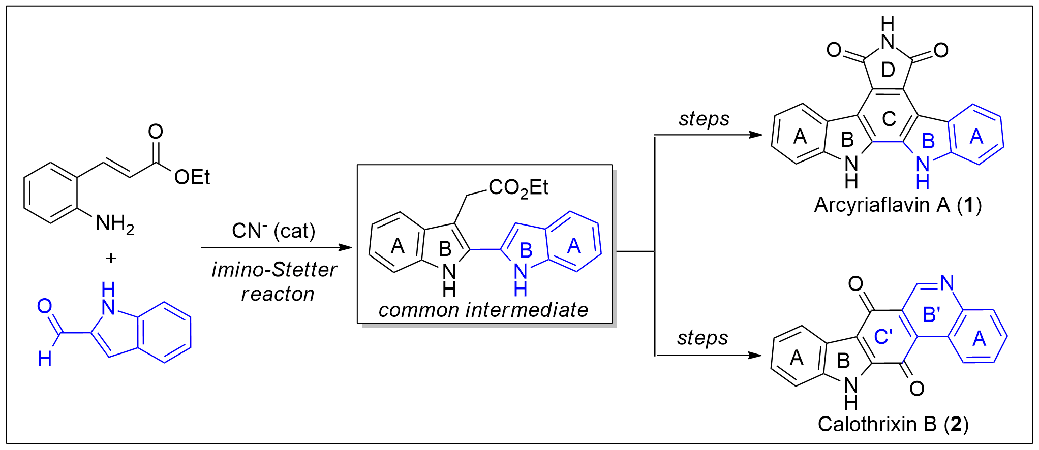 Divergent Total Syntheses of Arcyriaflavin A and Calothrixin B.png
